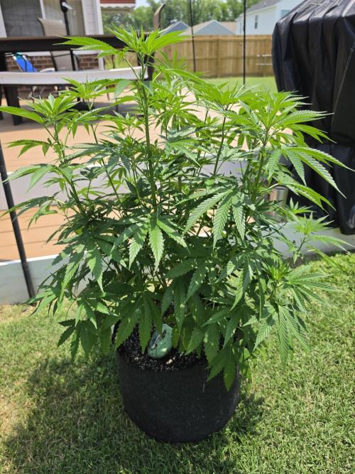 Gorilla haze. Week 9 - Pic2