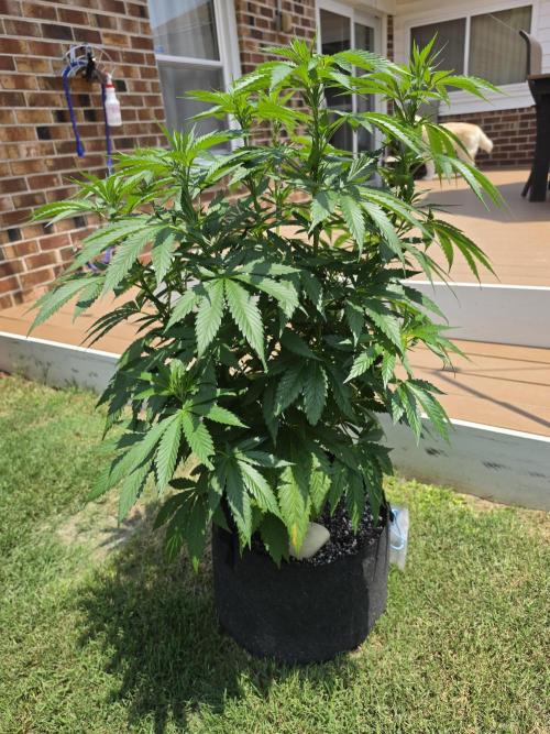 Jokerz x white afghani. Week 9 - Pici1