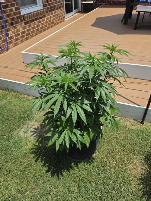 Jokerz x white afghani. Week 9 - Pic2
