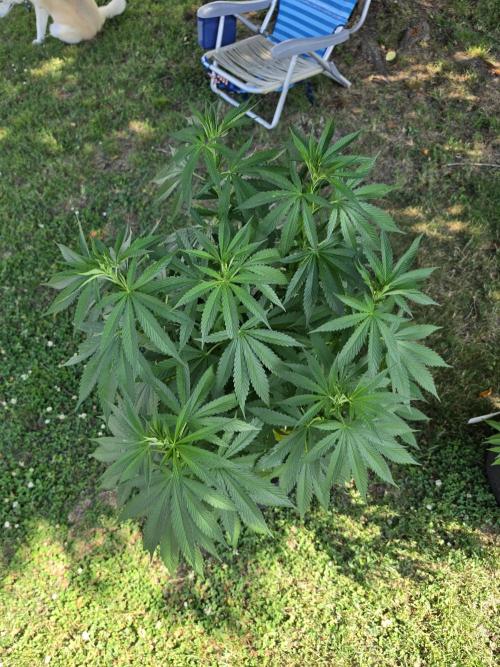 Jokerz x white afghani. Week 9 - 3
