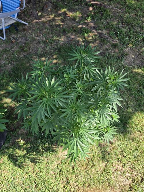 Gorilla haze. Week 9 - 3