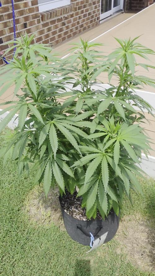 Jokerz x white afghani