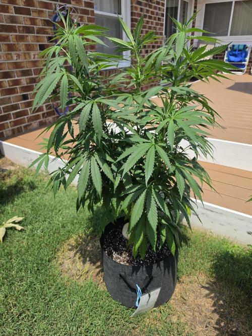 Jokerz x white afghani. Week 10 - Pic2