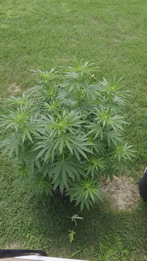 Gorilla haze
