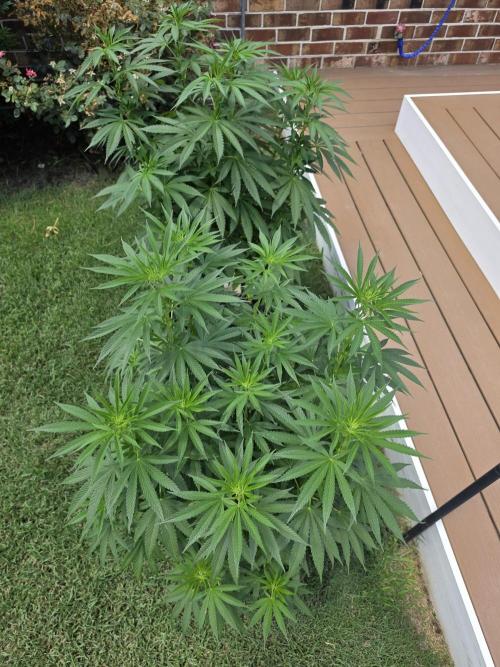 Gorilla haze. Week 10 - Pic1
