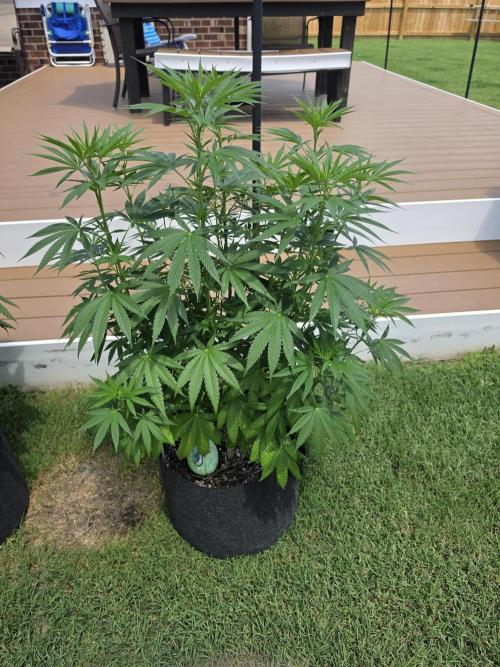 Gorilla haze. Week 10 - Pic3
