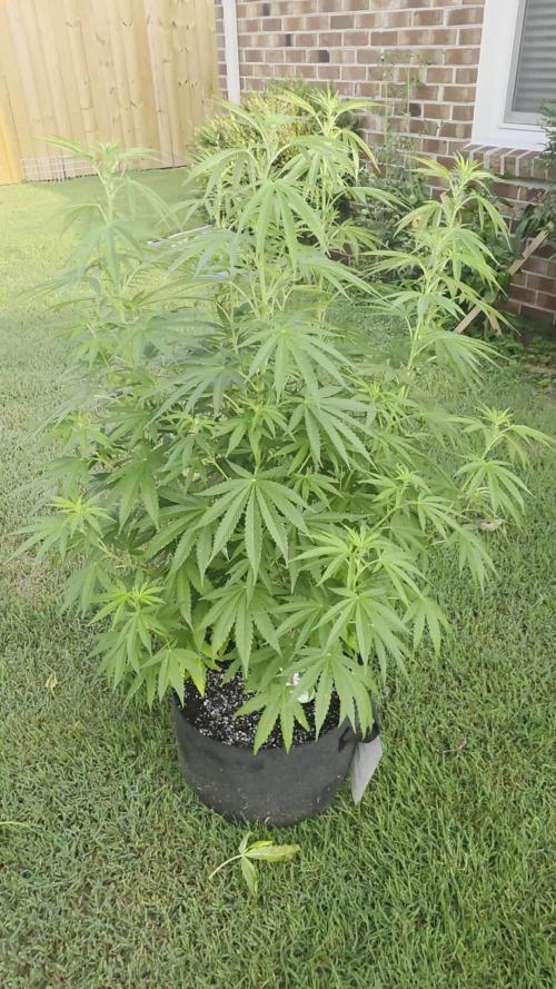 Gorilla haze