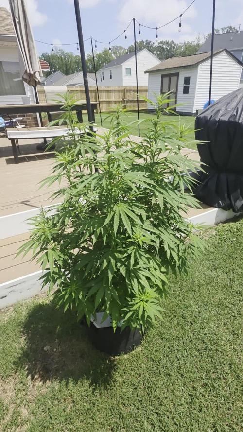 Gorilla haze