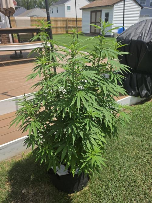 Gorilla haze. Week 12 - 2