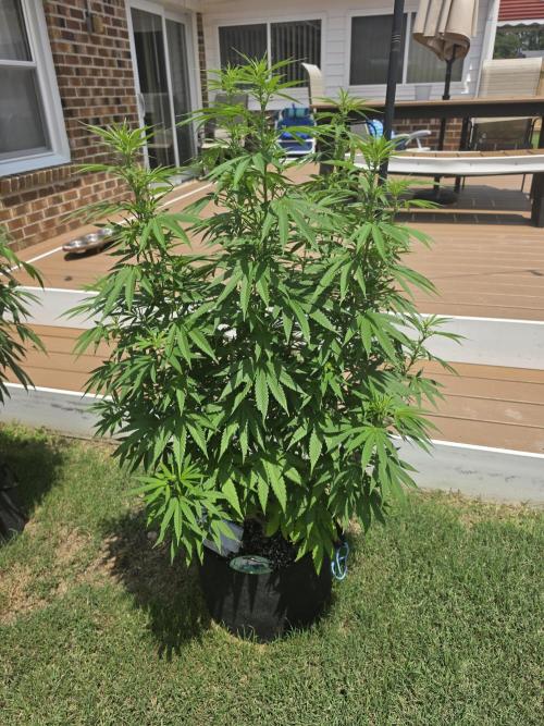 Gorilla haze. Week 12 - 3