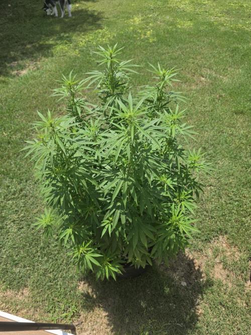 Gorilla haze. Week 12 - 4