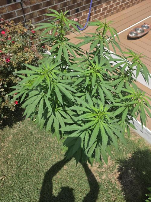 Jokerz x white afghani. Week 12 - 3