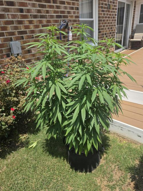 Jokerz x white afghani. Week 12 - 4