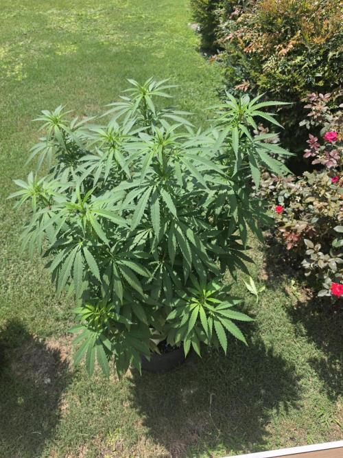 Jokerz x white afghani. Week 12 - 5