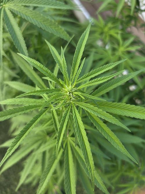 Gorilla haze. Week 12 - 7