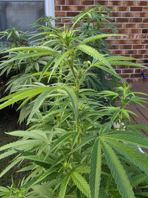 Gorilla haze. Week 12 - 9