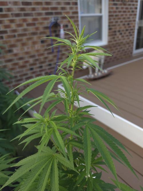 Gorilla haze. Week 12 - 10