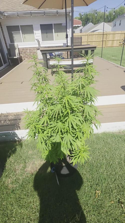 Gorilla haze