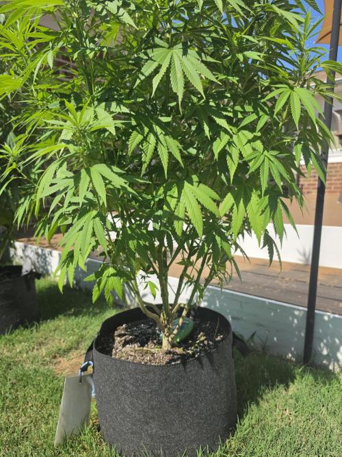 Gorilla haze. Week 13 - 3