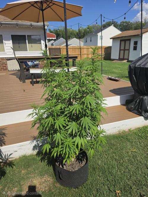 Gorilla haze. Week 13 - 4