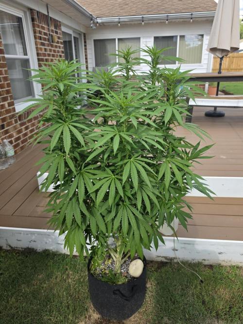 Jokerz x white afghani. Week 13 - 1