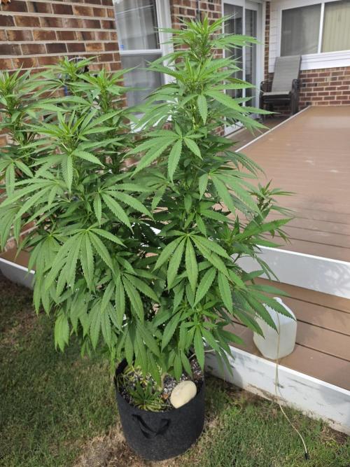 Jokerz x white afghani. Week 13 - 2