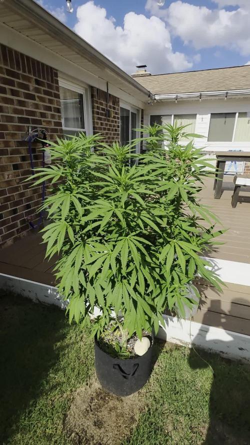 Jokerz x white afghani