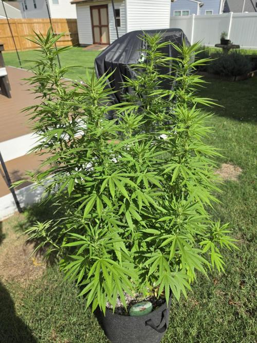 Gorilla haze. Week 14 - 2