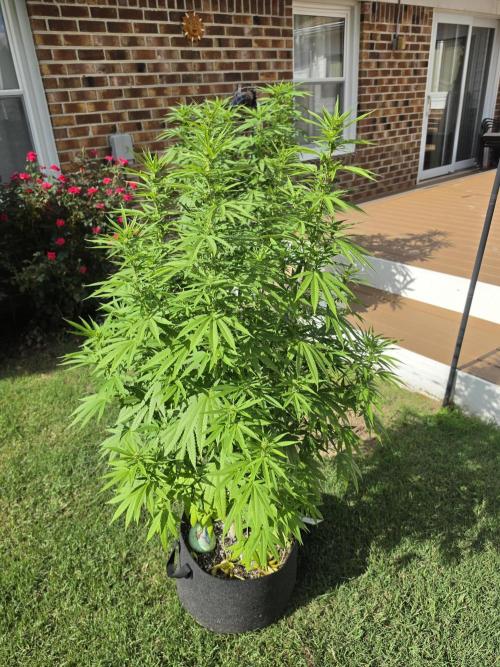 Gorilla haze. Week 14 - 3