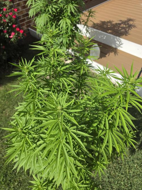Gorilla haze. Week 14 - 4