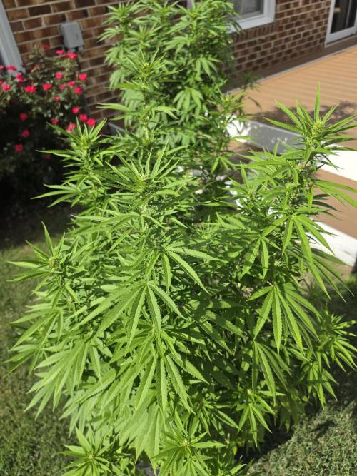 Gorilla haze. Week 14 - 5