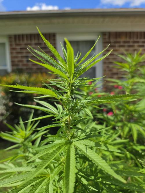 Gorilla haze. Week 14 - 6