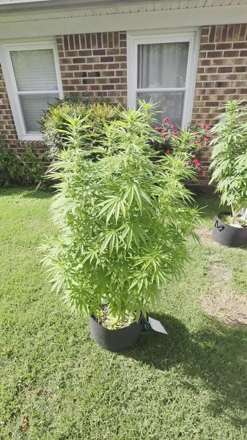 Gorilla haze