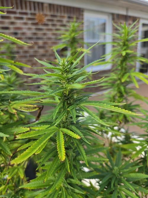 Gorilla haze. Week 15 - 3