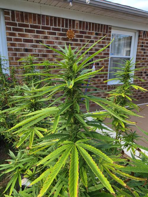 Gorilla haze. Week 15 - 1