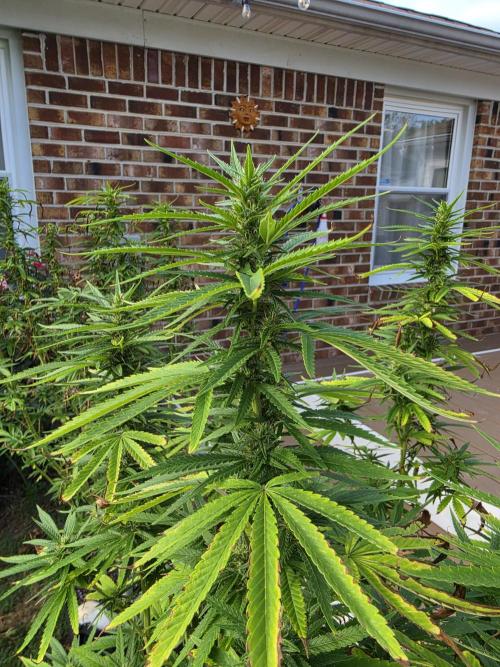 Gorilla haze. Week 15 - 2