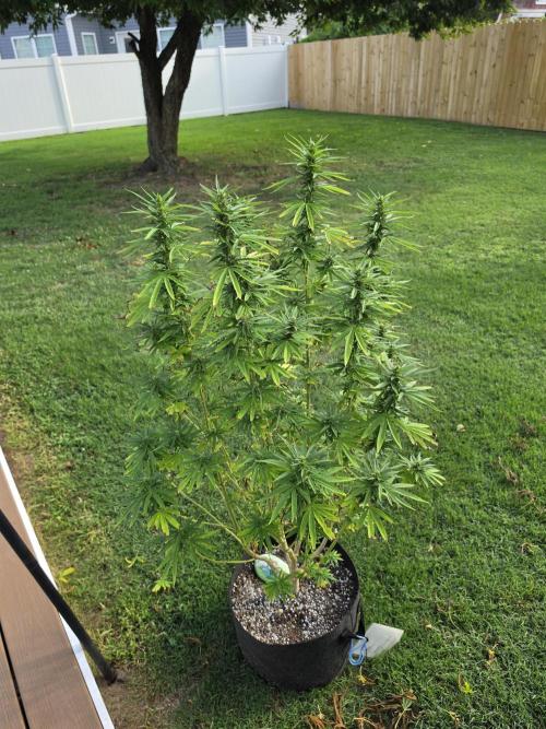 Gorilla haze. Week 15 - 5