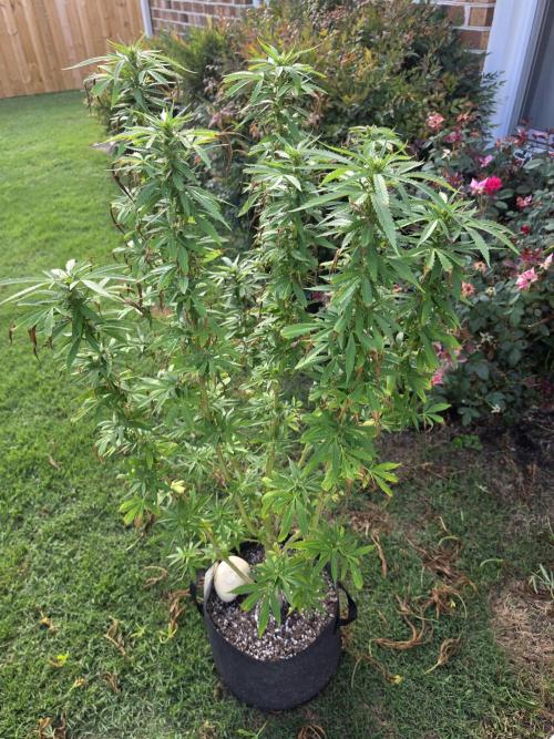 Jokerz x white afghani. Week 14 - 1