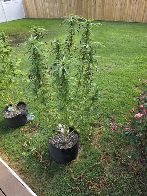 Jokerz x white afghani. Week 14 - 2