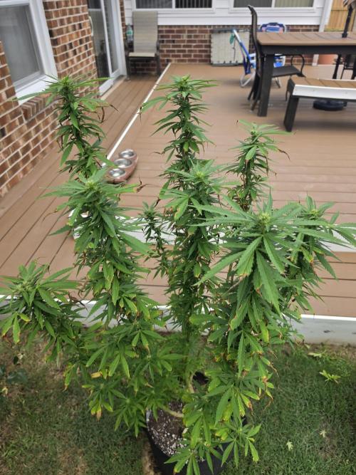 Jokerz x white afghani. Week 15 - 3