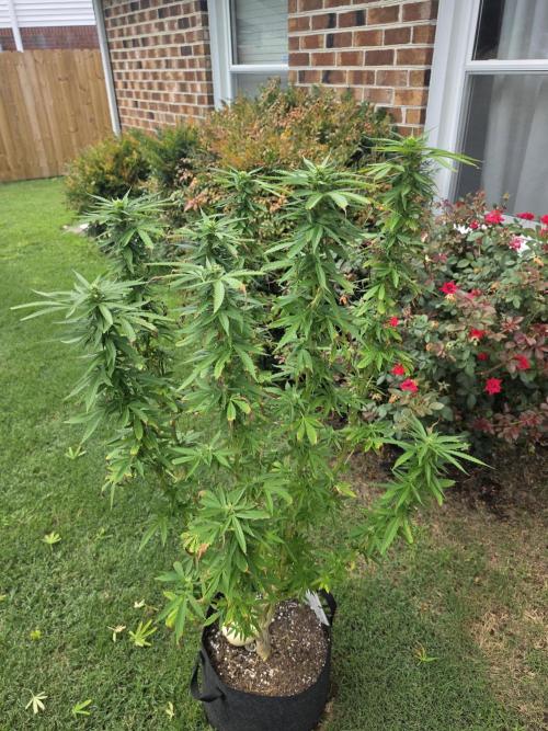 Jokerz x white afghani. Week 15 - 2