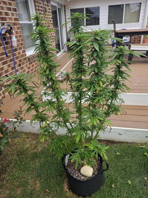 Jokerz x white afghani. Week 15 - 4