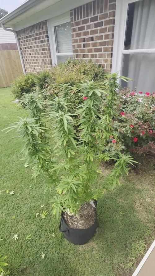 Jokerz x white afghani