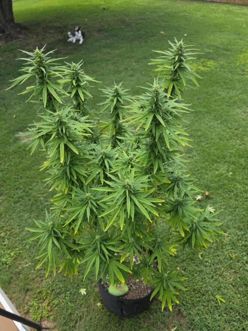 Gorilla haze. Week 16 - 1