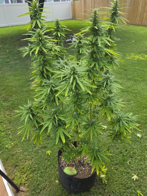 Gorilla haze. Week 16 - 3