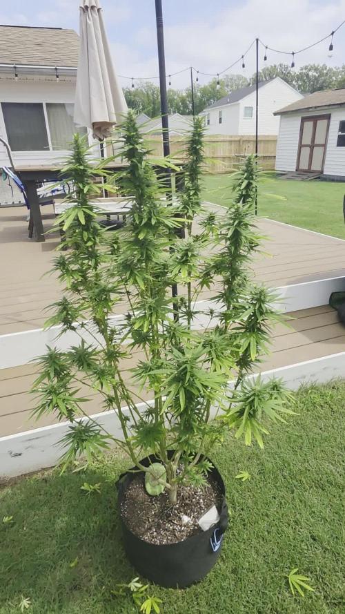 Gorilla haze