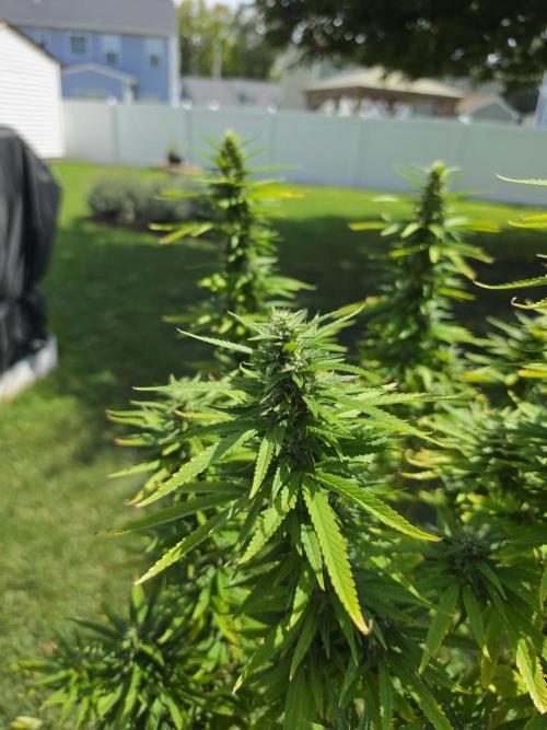 Gorilla haze. Week 17 - 2