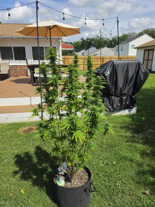 Gorilla haze. Week 17 - 3