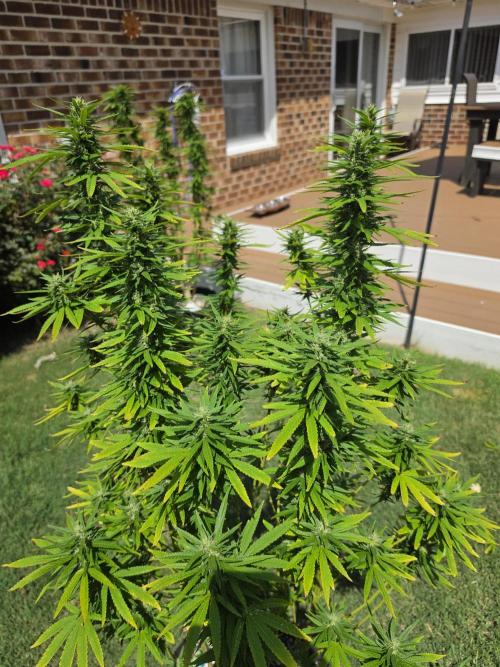 Gorilla haze. Week 17 - 4