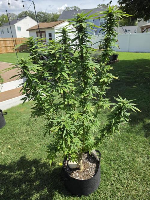 Jokerz x white afghani. Week 16 - 2